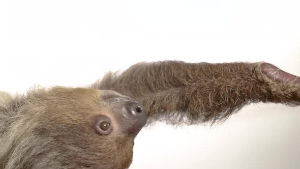 Human feeding a sloth on white background alt