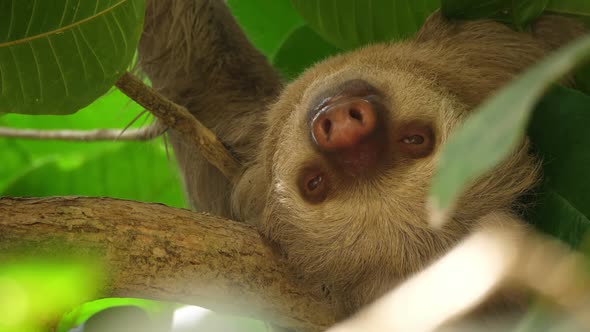 Three-toed Sloth Sleeping on a Branch in the Rainforest