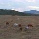 A Herd Of Horses Shot With A Drone In The Wild  - VideoHive Item for Sale