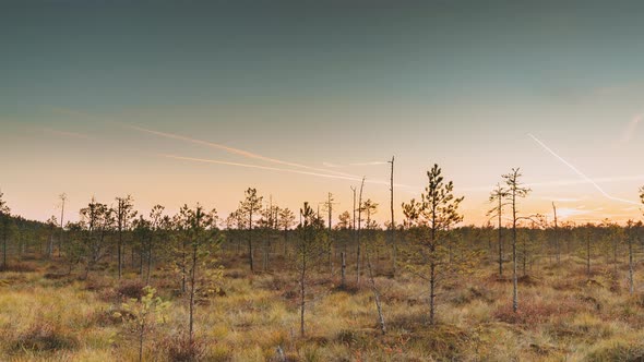 Autumn Landscape With Marsh Swamp During Sunset. Dark Trees Silhouettes On Colorful Sunset Sky alt