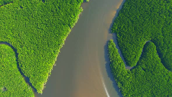 4K Aerial view of mangrove forest at khao jom pa, trang, Thailand. 4k Footage alt