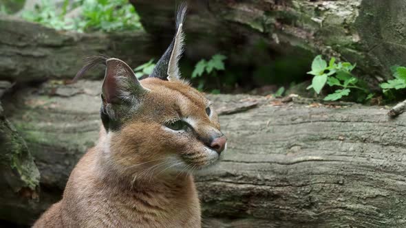 Portrait desert cats Caracal (Caracal caracal) or African lynx with long tufted ears	