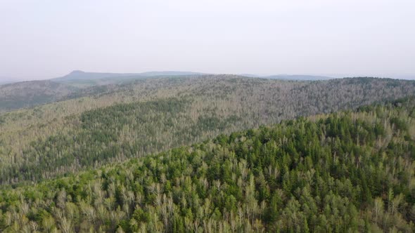 Spring forest aerial view_06