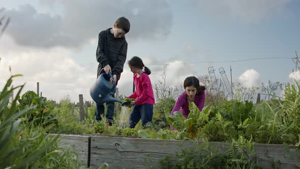 Three kids working in an organic vegetable garden weeding and watering plants alt