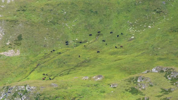 Aerial view of a herd of horses grazing on the slope of a mountain meadow.