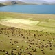 Cows grazing in a plain - Turkey, Kars
