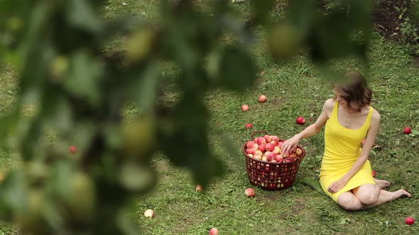 Picking Apples.