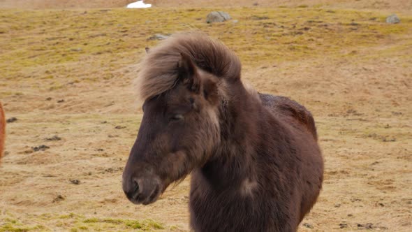 Icelandic Brown Horse Standing On Moss Covered Ground 1