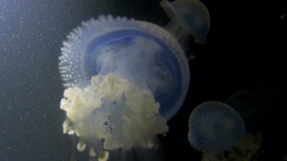 Close up: Group of white spotted Jellyfish swimming in dark Aquarium at Zoo alt