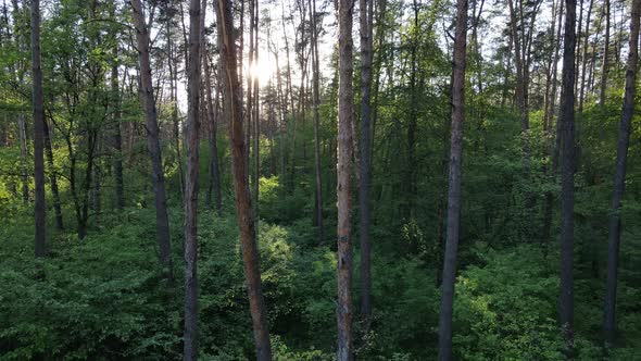 Wild Forest Landscape on a Summer Day alt