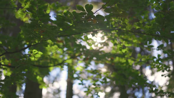 Morning Sun Gently Breaks Through the Branches of Green Tree. Shallow DOF Softly Nature Shot alt