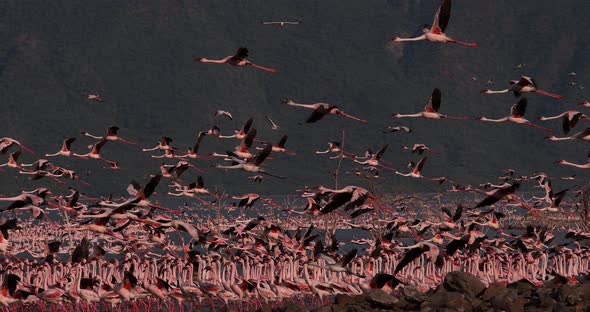 Lesser Flamingo, phoenicopterus minor, Group in Flight, Taking off from Water alt