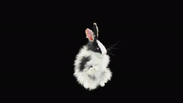 Rabbit Dancing 4K alt