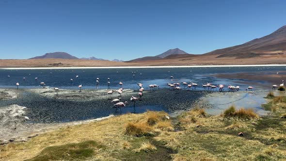 Amazing Landscape with Pink Flamingos Walking near Hills of San Cristobal, Bolivia alt