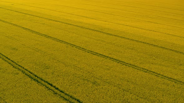 Aerial View Yellow Grain Field alt