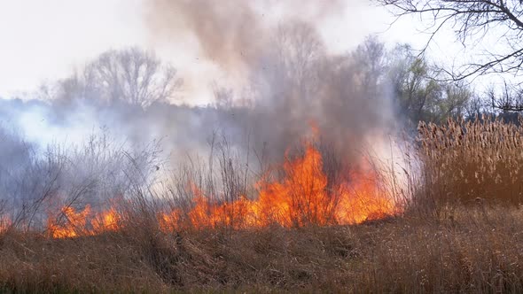 Fire in the Forest. Burning Dry Grass, Trees and Reeds. Wildfire. Slow Motion.