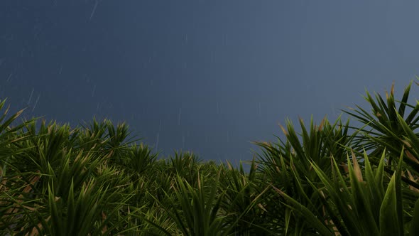 Storm Rain Palm Tree Green Back alt