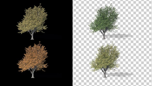 4 Seasons Tree Animation V4