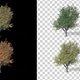 4 Seasons Tree Animation V4 - VideoHive Item for Sale