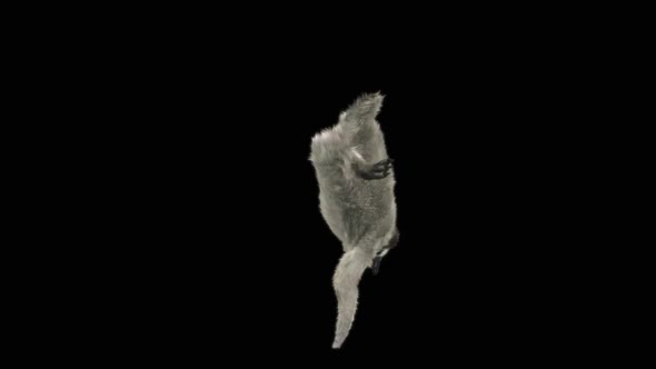 Penguin Dancing HD alt