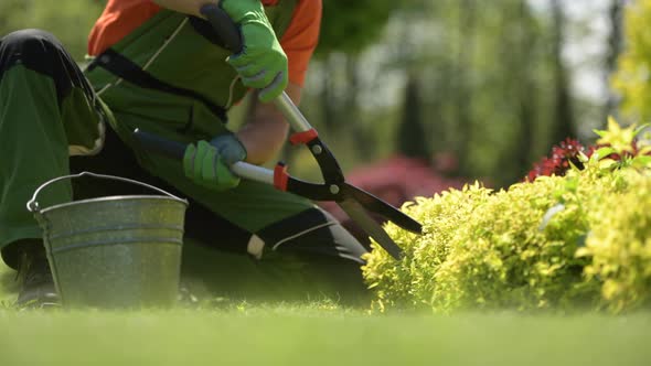 Agriculture Industry. Gardener Trimming Plants  alt