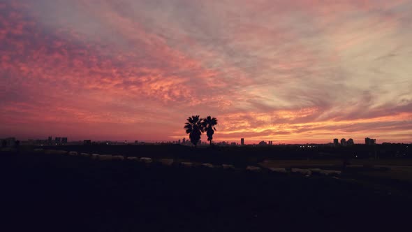 Golden sunset, red sky circling a palm tree