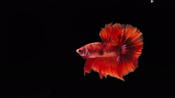 red color Siamese fighting fish alt