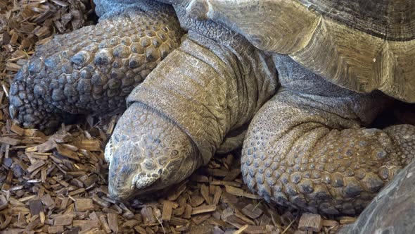 African Spurred Tortoise head (Centrochelys sulcata), also called the sulcata tortoise