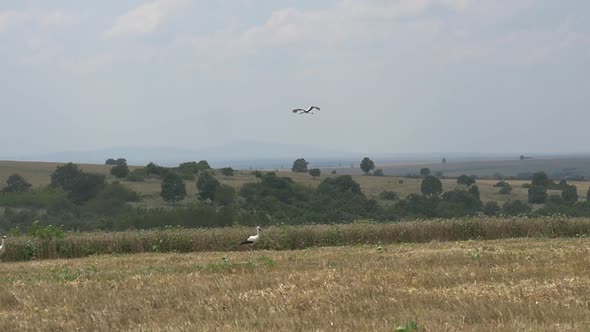 Stork Flight