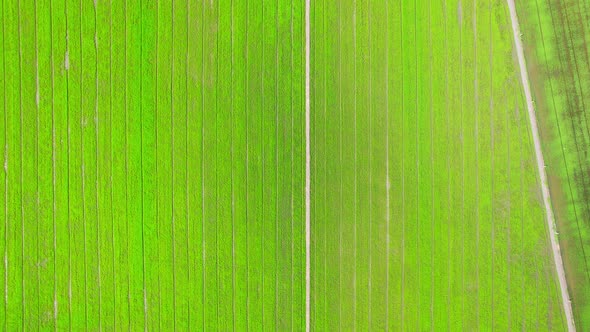 Drone flying over the beautiful rice field scenery. nature green pattern alt
