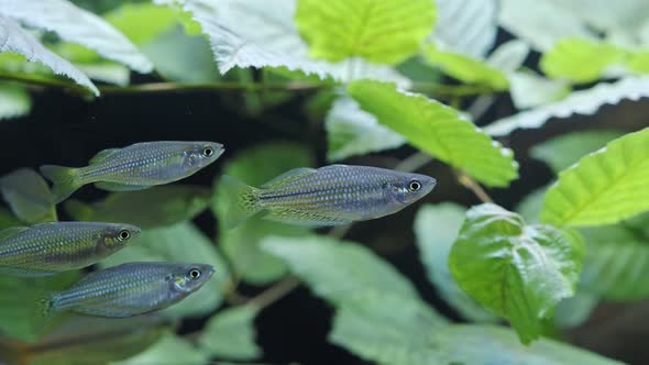 Exotic tropical fish in the aquarium