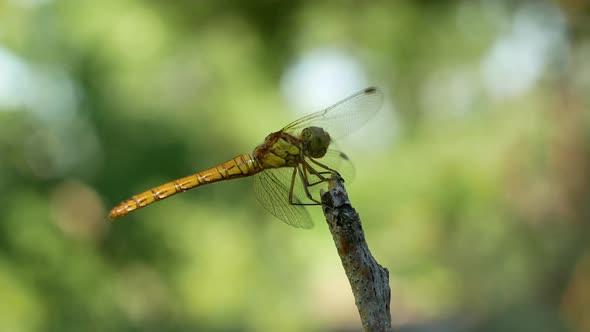 4K beautiful yellow black dragonfly sits on a tree branch. Dragonfly close-up