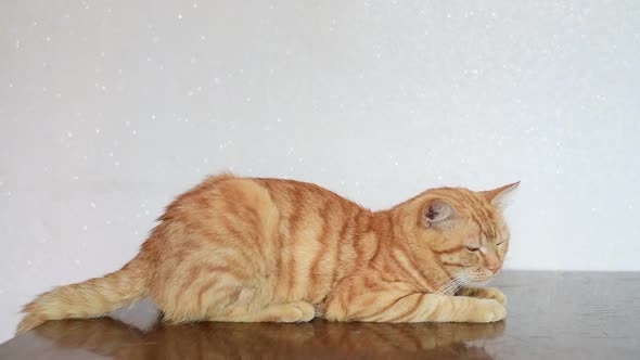 An Adult Cat Lies on the Table