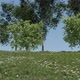 Trees On A Hill - VideoHive Item for Sale