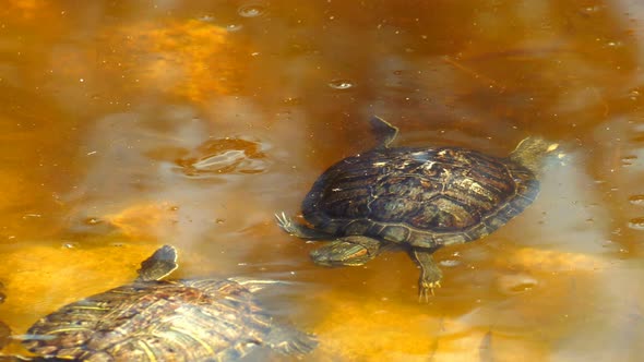 Animal Turtles on Lake 6