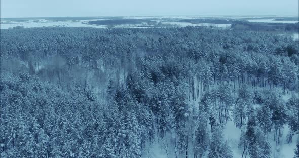 Copter Flies Over the Winter Forest Endless Expanses alt