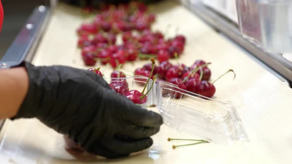 Women's Hands Sort and Put Cherry Berries in a Plastic Container