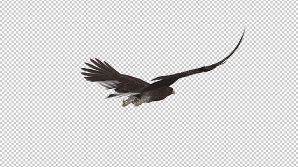 Eurasian White-tailed Eagle - Flying Loop - Back Angle View