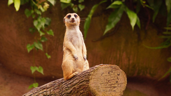 Standalone Meerkat