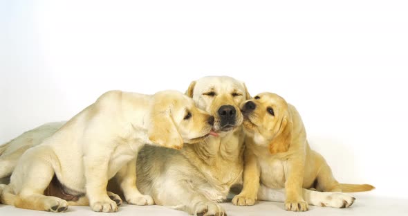 Yellow Labrador Retriever, Bitch and Puppies on White Background, Licking, Normandy, Slow Motion 4K alt