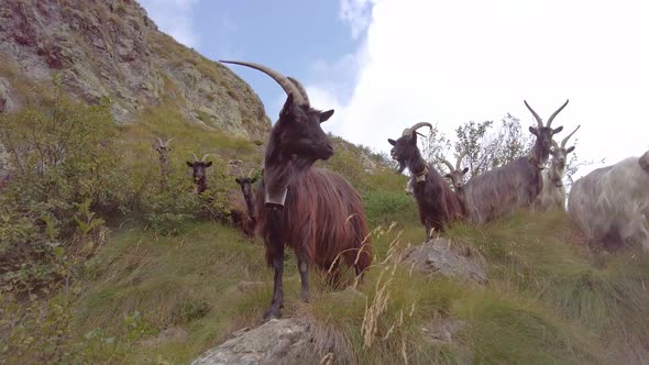 Some Mountain Goats Graze On The Italian Alps alt