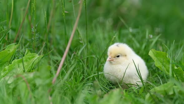 Little Yellow Chick Sitting in the Grass on a Background of Green Grass alt