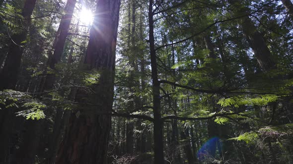 Looking Up the Green Rain Forest During a Sunny Spring Day alt