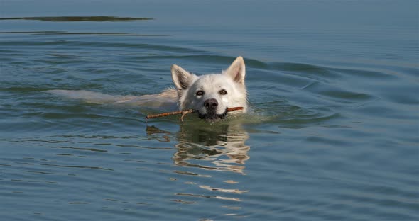 Berger Blanc Suisse or White Swiss Shepherd, domestic dog, (Canis lupus familiaris) alt