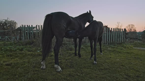 Young Foal Nursing In The Pasture