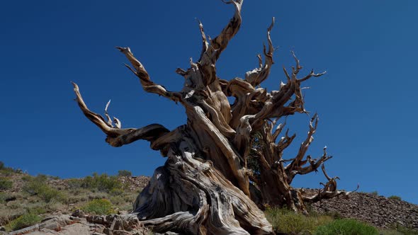 Incredible Bristlecone pine tree that is thousands of years old alt