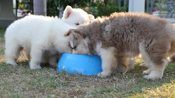 Cute Siberian Husky Puppies Drinking Water alt