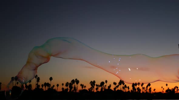 Palm Trees Silhouettes Sunset Ocean Beach Soap Bubbles California Coast USA