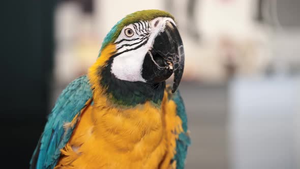 Colorful Parrot with Bright Plumage of Blue Yellow Green and White Color alt