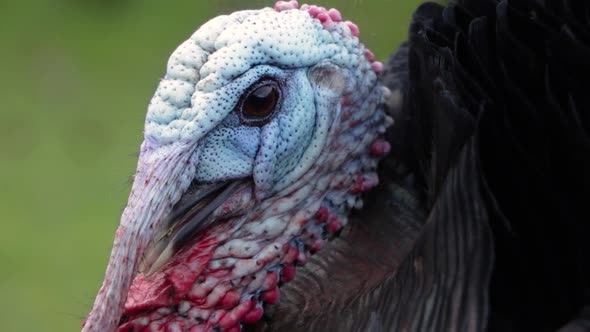Free Range Turkey Bird Extreme Closeup Portrait Head